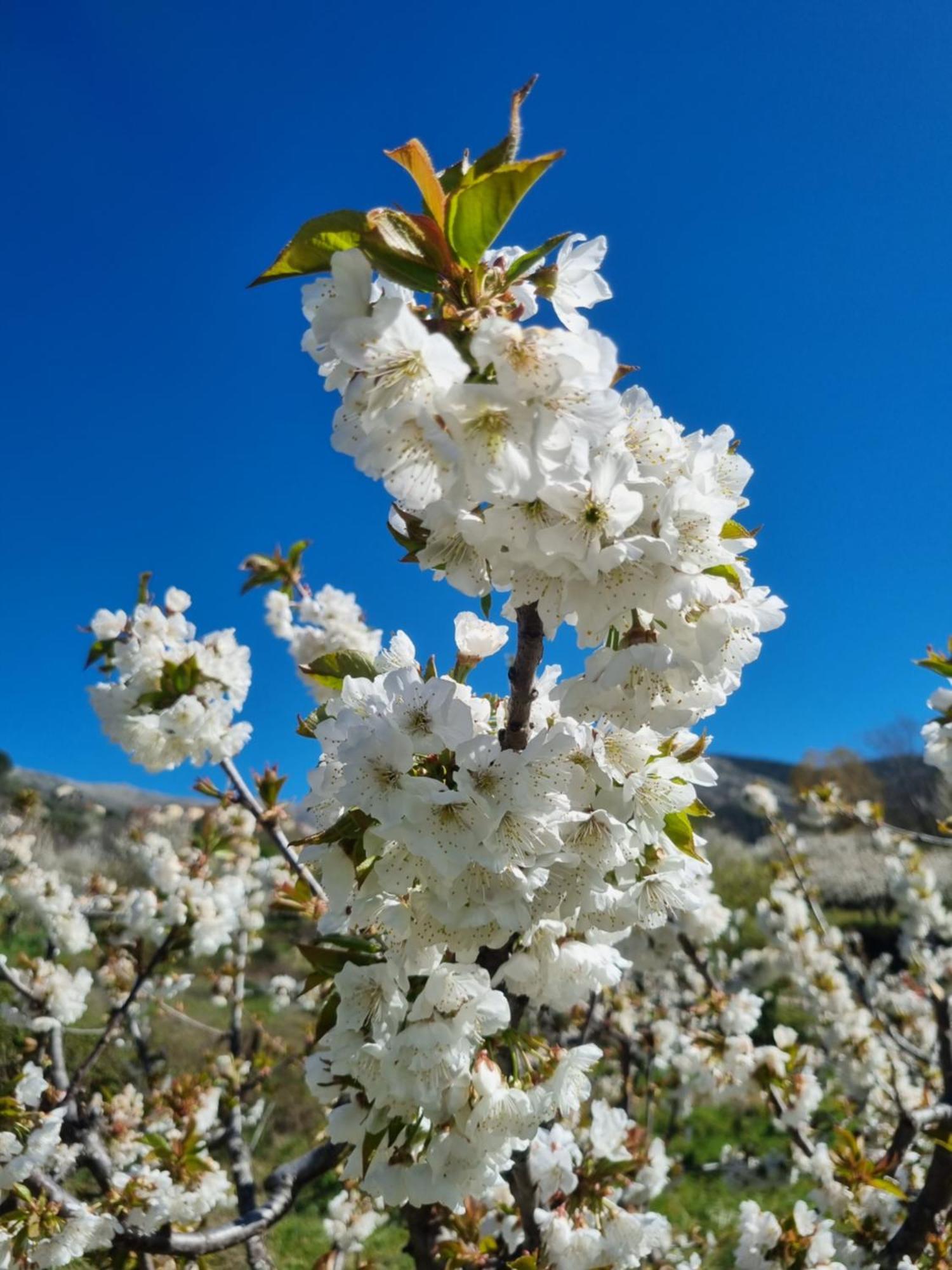 Albareilla By #cherrygredos El Arenal (Castile and Leon)
