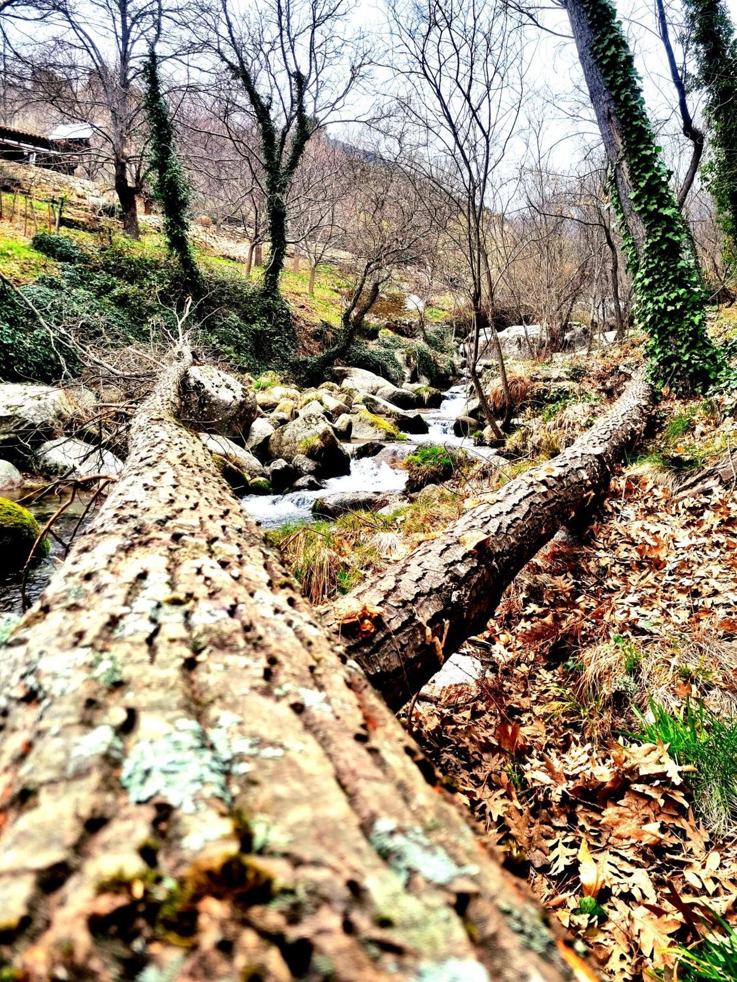 Albareilla By #cherrygredos S’Arenal