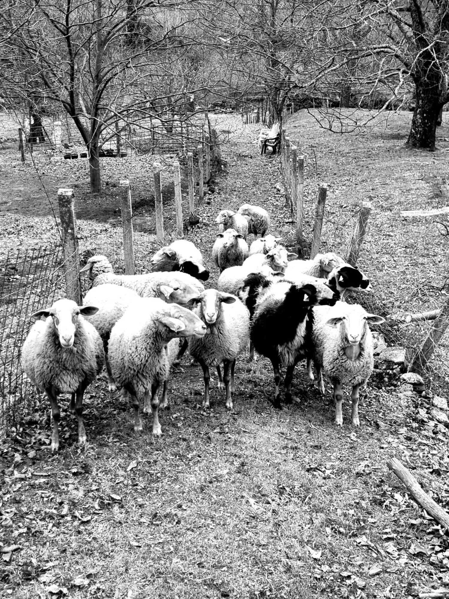 Albareilla By #cherrygredos